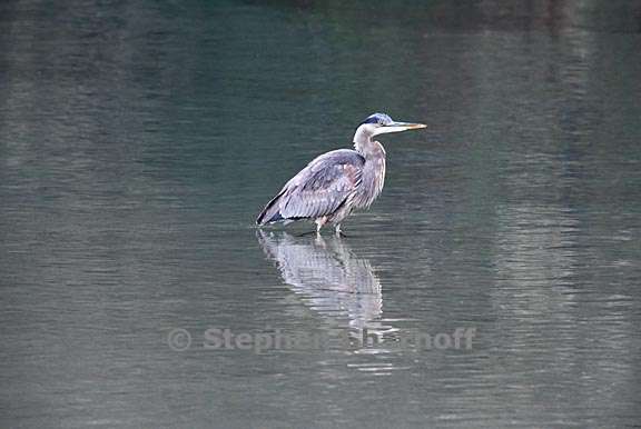 great blue heron 4 graphic